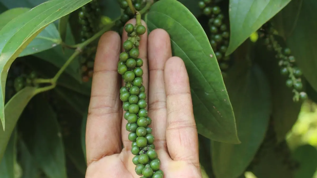 IISR develops highyielding black pepper variety ‘Chandra’ The Hindu